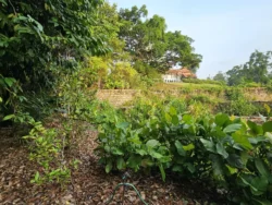 Singapore Botanic Gardens Svg+xml,%3Csvg%20xmlns%3D%22http%3A%2F%2Fwww.w3