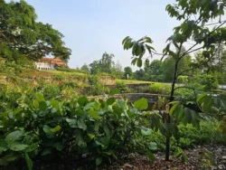 Singapore Botanic Gardens Svg+xml,%3Csvg%20xmlns%3D%22http%3A%2F%2Fwww.w3