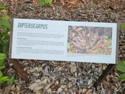 Singapore Botanic Gardens Svg+xml,%3Csvg%20xmlns%3D%22http%3A%2F%2Fwww.w3