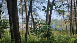 Coney Island Svg+xml,%3Csvg%20xmlns%3D%22http%3A%2F%2Fwww.w3