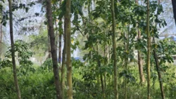 Coney Island Svg+xml,%3Csvg%20xmlns%3D%22http%3A%2F%2Fwww.w3