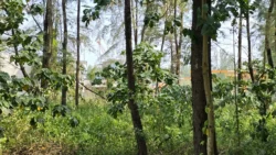 Coney Island Svg+xml,%3Csvg%20xmlns%3D%22http%3A%2F%2Fwww.w3