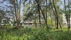 Coney Island Svg+xml,%3Csvg%20xmlns%3D%22http%3A%2F%2Fwww.w3