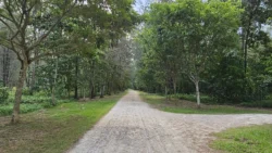 Coney Island Svg+xml,%3Csvg%20xmlns%3D%22http%3A%2F%2Fwww.w3