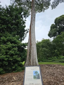 Singapore Botanic Gardens Svg+xml,%3Csvg%20xmlns%3D%22http%3A%2F%2Fwww.w3