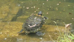 Bukit Batok Nature Park Svg+xml,%3Csvg%20xmlns%3D%22http%3A%2F%2Fwww.w3