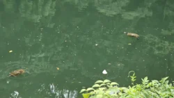 Bukit Batok Nature Park Svg+xml,%3Csvg%20xmlns%3D%22http%3A%2F%2Fwww.w3