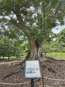 Singapore Botanic Gardens Svg+xml,%3Csvg%20xmlns%3D%22http%3A%2F%2Fwww.w3