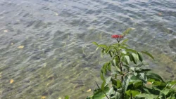 Lower Seletar Reservoir (Rower's Bay) Svg+xml,%3Csvg%20xmlns%3D%22http%3A%2F%2Fwww.w3