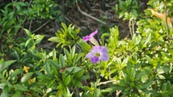 Sembawang Hot Spring Park Svg+xml,%3Csvg%20xmlns%3D%22http%3A%2F%2Fwww.w3