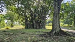 Sembawang Park Svg+xml,%3Csvg%20xmlns%3D%22http%3A%2F%2Fwww.w3