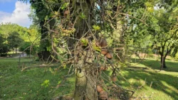 Sembawang Park Svg+xml,%3Csvg%20xmlns%3D%22http%3A%2F%2Fwww.w3