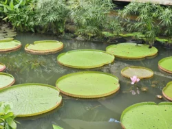 Singapore Botanic Gardens Svg+xml,%3Csvg%20xmlns%3D%22http%3A%2F%2Fwww.w3