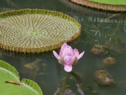 Singapore Botanic Gardens Svg+xml,%3Csvg%20xmlns%3D%22http%3A%2F%2Fwww.w3