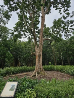 Singapore Botanic Gardens Svg+xml,%3Csvg%20xmlns%3D%22http%3A%2F%2Fwww.w3