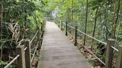 Bukit Timah Nature Reserve Svg+xml,%3Csvg%20xmlns%3D%22http%3A%2F%2Fwww.w3