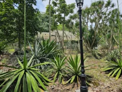 Singapore Botanic Gardens Svg+xml,%3Csvg%20xmlns%3D%22http%3A%2F%2Fwww.w3