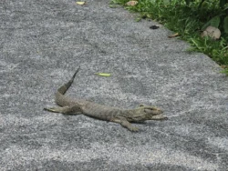 Singapore Botanic Gardens Svg+xml,%3Csvg%20xmlns%3D%22http%3A%2F%2Fwww.w3