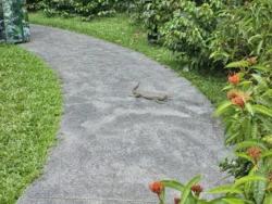 Singapore Botanic Gardens Svg+xml,%3Csvg%20xmlns%3D%22http%3A%2F%2Fwww.w3