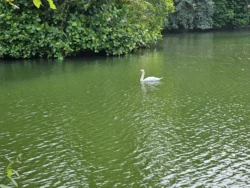 Singapore Botanic Gardens Svg+xml,%3Csvg%20xmlns%3D%22http%3A%2F%2Fwww.w3