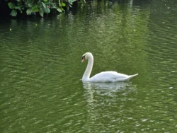 Singapore Botanic Gardens Svg+xml,%3Csvg%20xmlns%3D%22http%3A%2F%2Fwww.w3