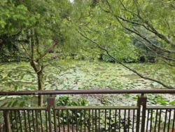 Singapore Botanic Gardens Svg+xml,%3Csvg%20xmlns%3D%22http%3A%2F%2Fwww.w3