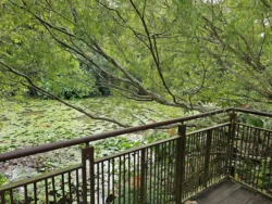 Singapore Botanic Gardens Svg+xml,%3Csvg%20xmlns%3D%22http%3A%2F%2Fwww.w3