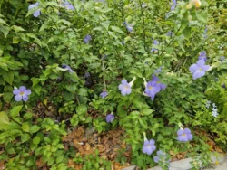 Singapore Botanic Gardens Svg+xml,%3Csvg%20xmlns%3D%22http%3A%2F%2Fwww.w3