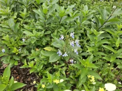 Singapore Botanic Gardens Svg+xml,%3Csvg%20xmlns%3D%22http%3A%2F%2Fwww.w3