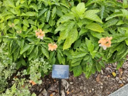 Singapore Botanic Gardens Svg+xml,%3Csvg%20xmlns%3D%22http%3A%2F%2Fwww.w3