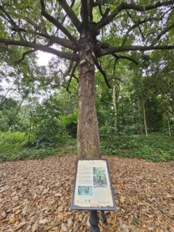 Singapore Botanic Gardens Svg+xml,%3Csvg%20xmlns%3D%22http%3A%2F%2Fwww.w3