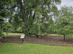 Singapore Botanic Gardens Svg+xml,%3Csvg%20xmlns%3D%22http%3A%2F%2Fwww.w3