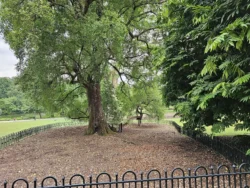 Singapore Botanic Gardens Svg+xml,%3Csvg%20xmlns%3D%22http%3A%2F%2Fwww.w3