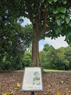 Singapore Botanic Gardens Svg+xml,%3Csvg%20xmlns%3D%22http%3A%2F%2Fwww.w3