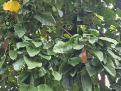 Singapore Botanic Gardens Svg+xml,%3Csvg%20xmlns%3D%22http%3A%2F%2Fwww.w3