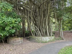 Singapore Botanic Gardens Svg+xml,%3Csvg%20xmlns%3D%22http%3A%2F%2Fwww.w3