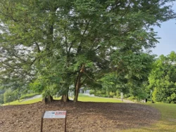 Singapore Botanic Gardens Svg+xml,%3Csvg%20xmlns%3D%22http%3A%2F%2Fwww.w3