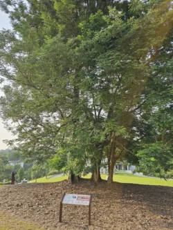 Singapore Botanic Gardens Svg+xml,%3Csvg%20xmlns%3D%22http%3A%2F%2Fwww.w3