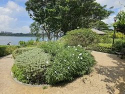 Bedok Reservoir Park Svg+xml,%3Csvg%20xmlns%3D%22http%3A%2F%2Fwww.w3