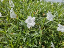 Bedok Reservoir Park Svg+xml,%3Csvg%20xmlns%3D%22http%3A%2F%2Fwww.w3