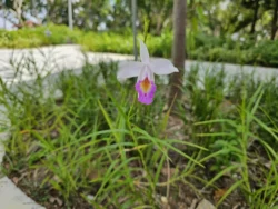 Bedok Reservoir Park Svg+xml,%3Csvg%20xmlns%3D%22http%3A%2F%2Fwww.w3