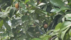 West Coast Park Svg+xml,%3Csvg%20xmlns%3D%22http%3A%2F%2Fwww.w3