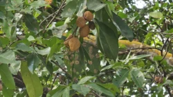 West Coast Park Svg+xml,%3Csvg%20xmlns%3D%22http%3A%2F%2Fwww.w3