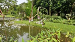 Yunnan Garden (NTU) Svg+xml,%3Csvg%20xmlns%3D%22http%3A%2F%2Fwww.w3