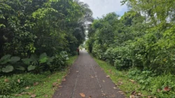 Upp Bukit Timah Truss Bridge bukit timah truss bridge 1