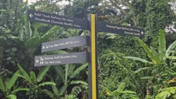 Bukit Timah Railway Station rail corridor (bukit timah) 5