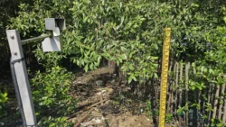 Lim Chu Kang Nature Park (Cashin House) cashin house (external) 12