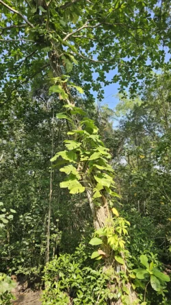 Lim Chu Kang Nature Park (Cashin House) lim chu kang nature park 10