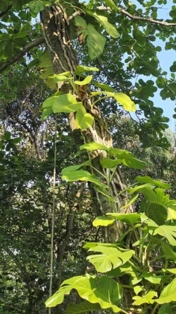 Lim Chu Kang Nature Park (Cashin House) lim chu kang nature park 11