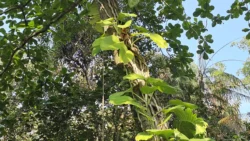 Lim Chu Kang Nature Park (Cashin House) lim chu kang nature park 12